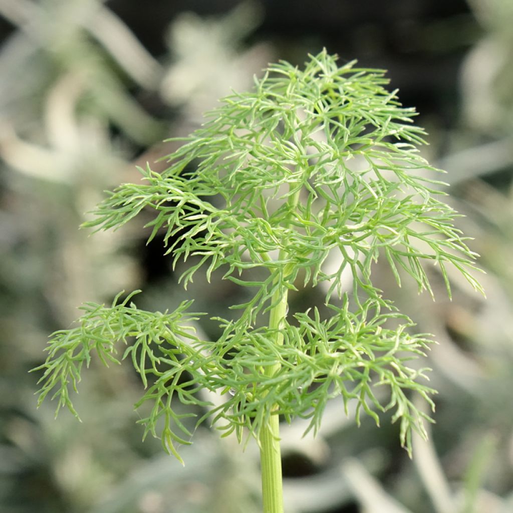 Ferula communis - Grande férule