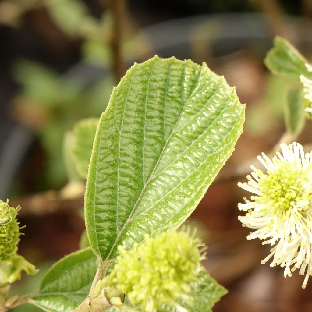 Fothergilla gardenii Suzanne