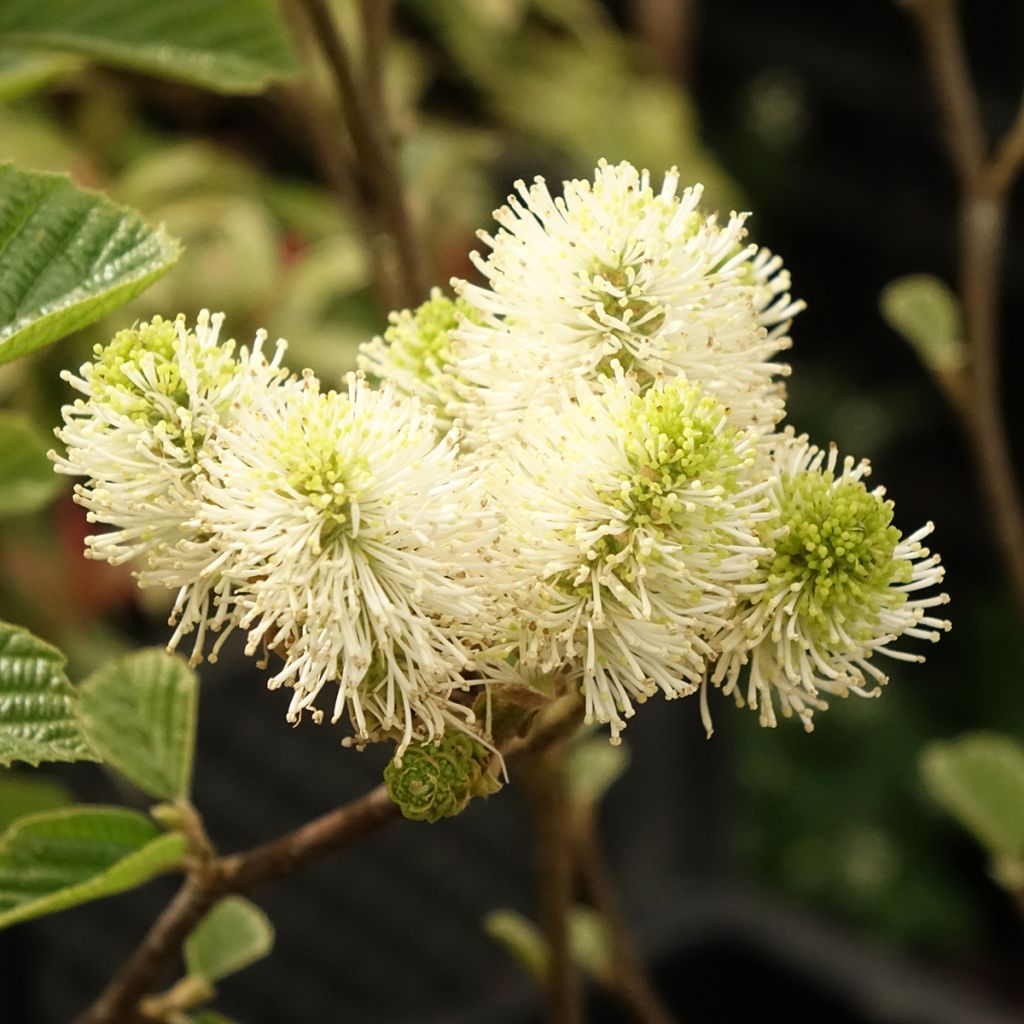 Fothergilla gardenii Suzanne