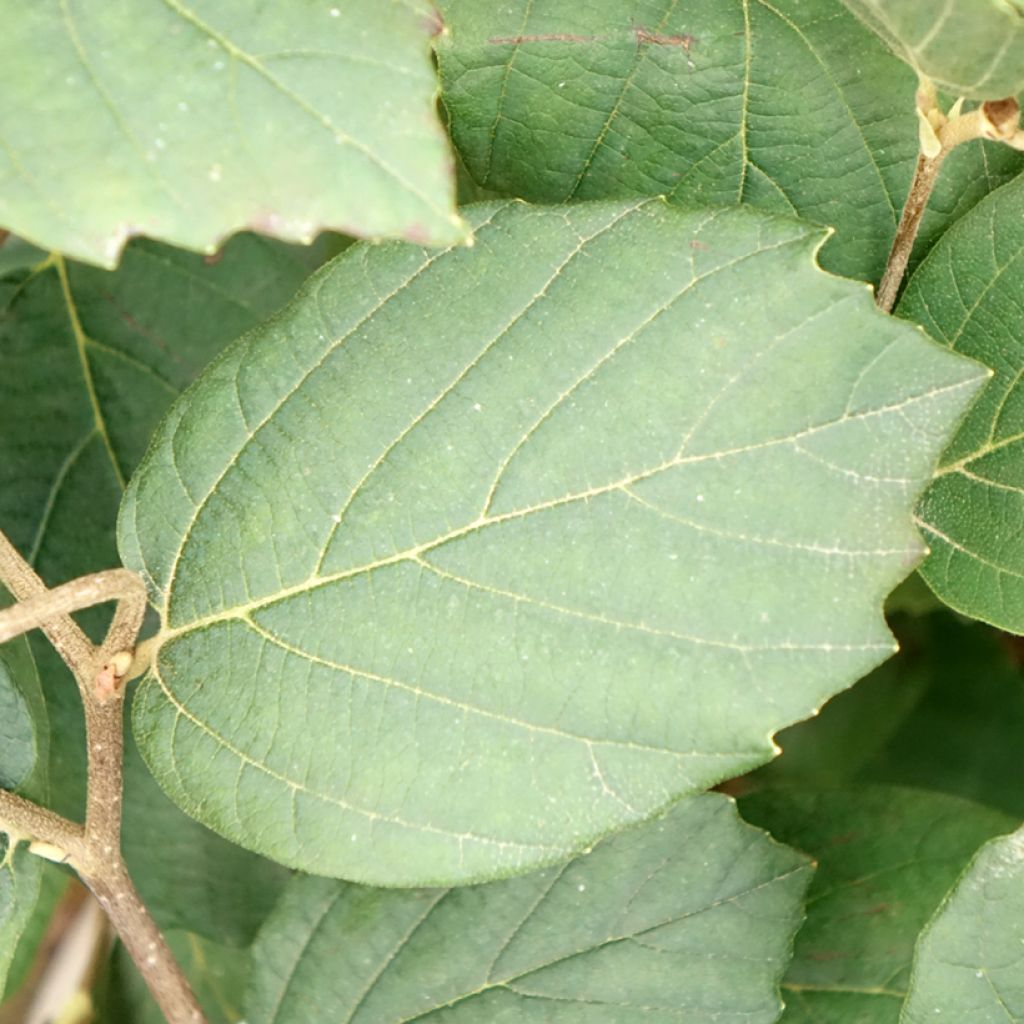 Fothergilla x intermedia Mount Airy