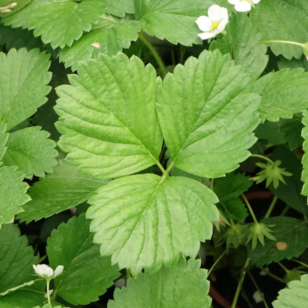 Fraisier Mara des Bois (remontant)