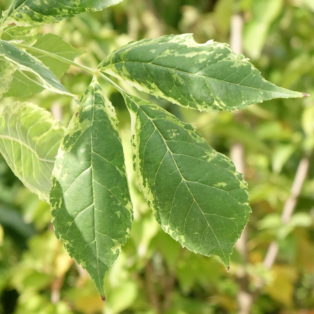 Fraxinus americana Hunky Punk - Frêne d'Amérique panaché