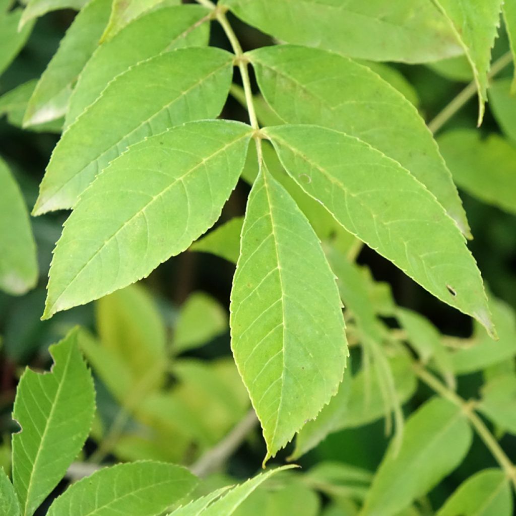 Fraxinus pennsylvanica Argenteomarginata - Frêne de Pennsylvanie panaché