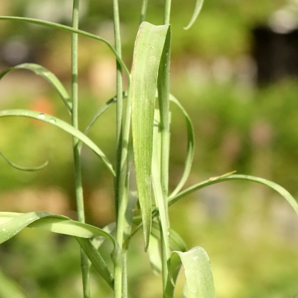 Fritillaire pintade - Fritillaria meleagris 