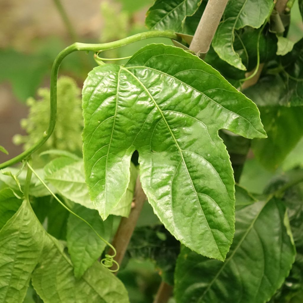 Fruit de la passion (Grenadille) - Passiflora edulis
