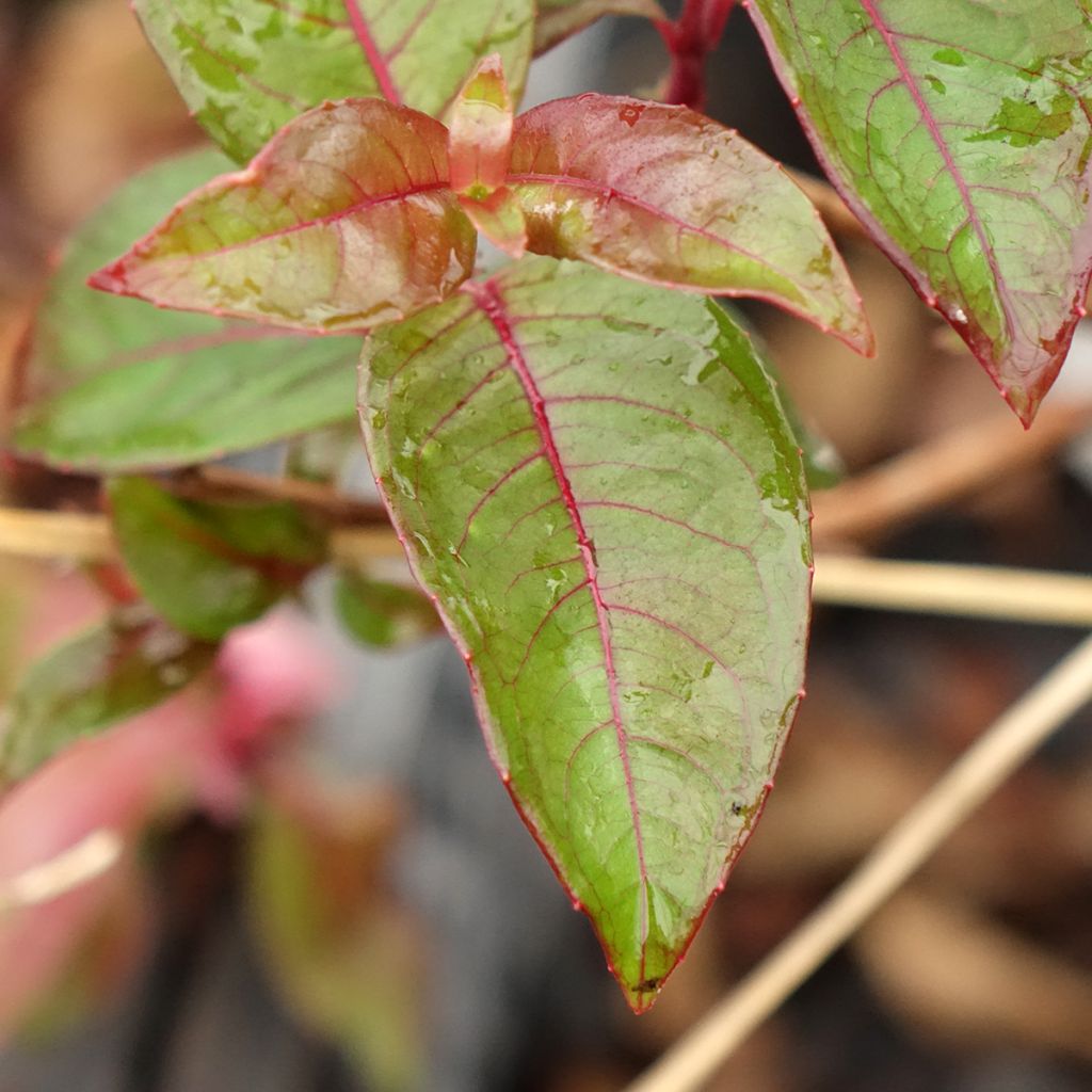 Fuchsia alpestris Grimpant