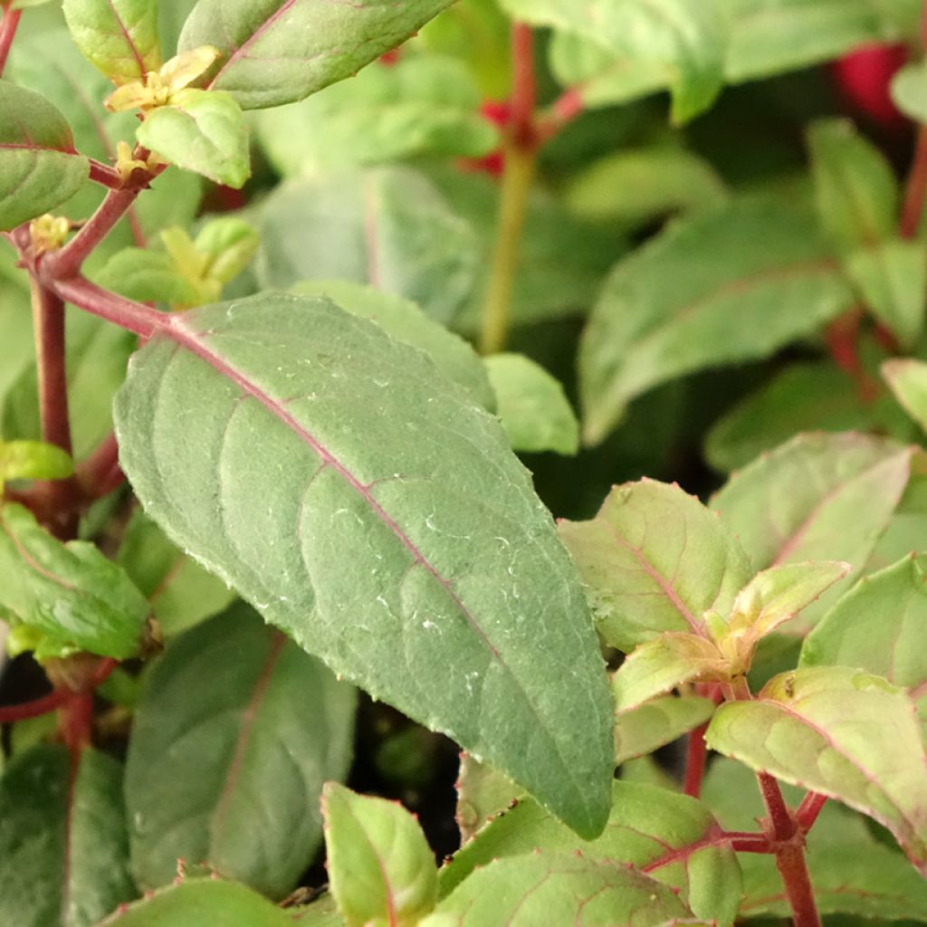 Fuchsia Bernadette