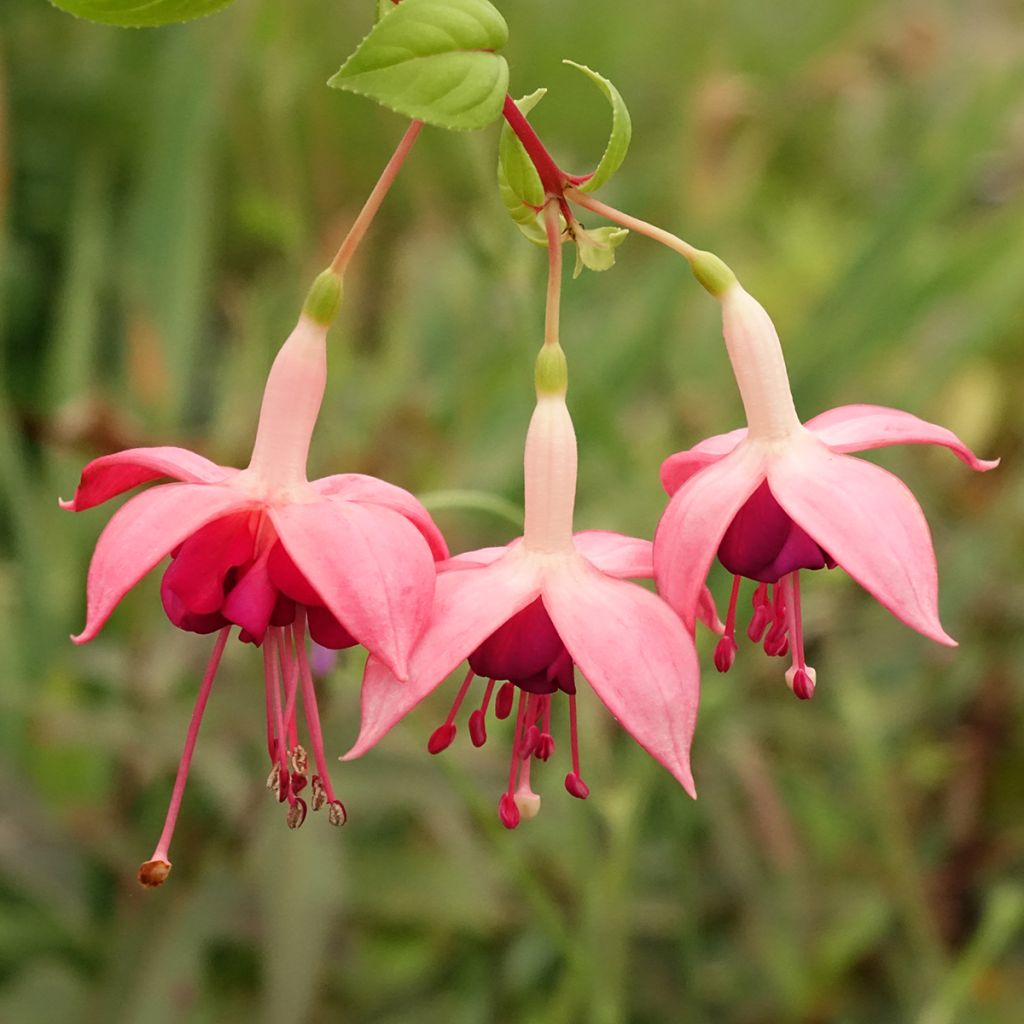 Fuchsia Bush Paula Jane