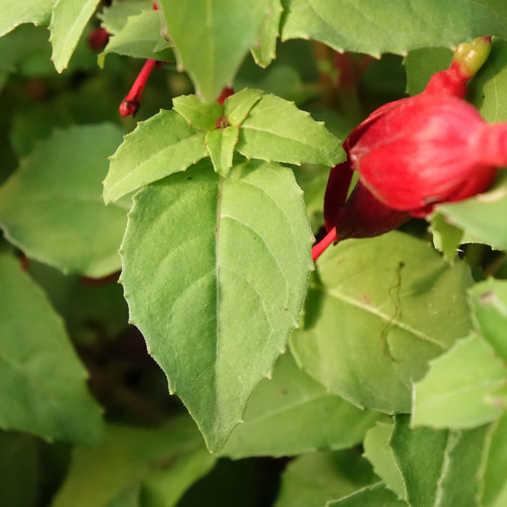 Fuchsia Chilli Red