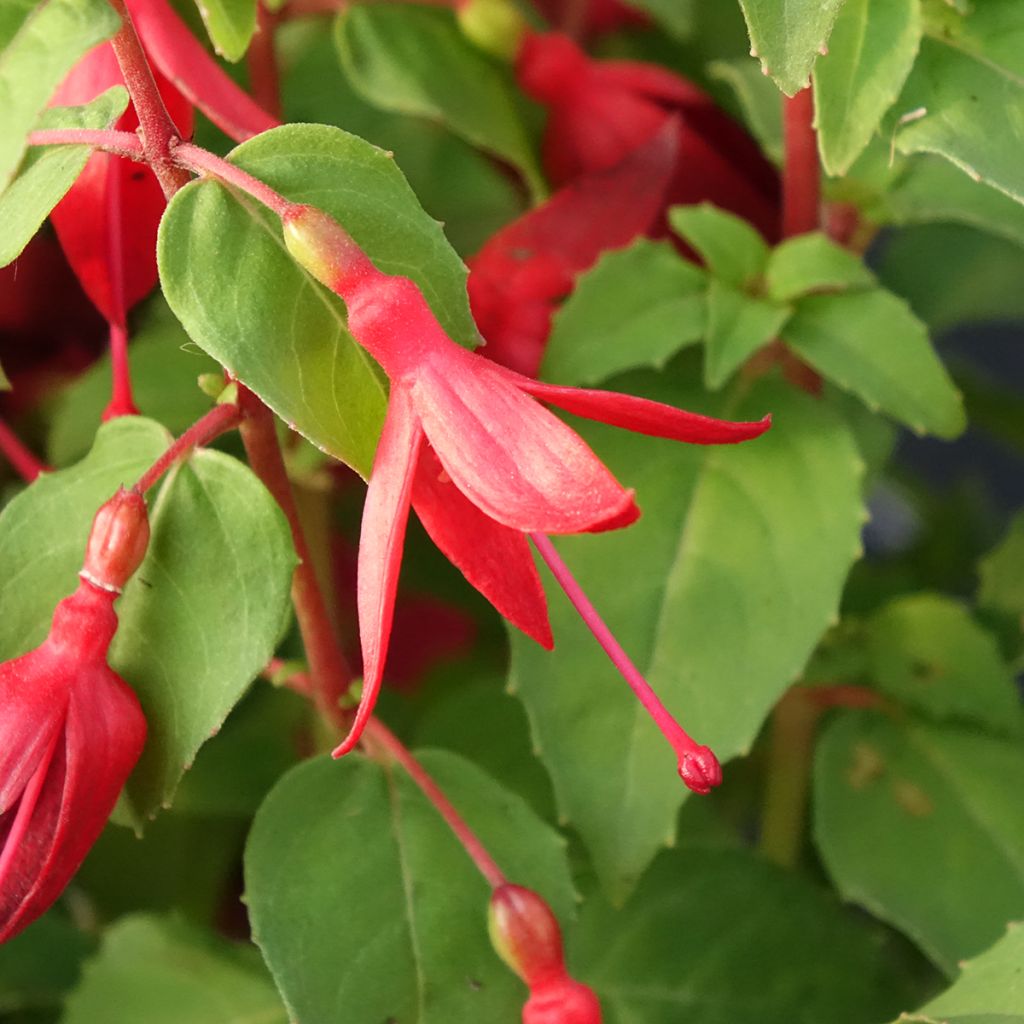 Fuchsia Chilli Red