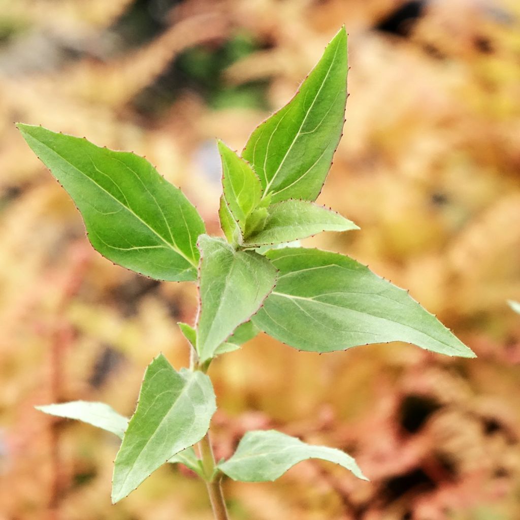 Fuchsia de Californie Dublin  - Epilobium canum
