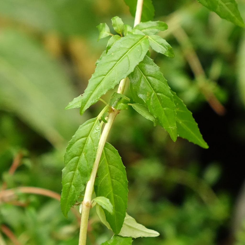 Fuchsia magellanica Arauco