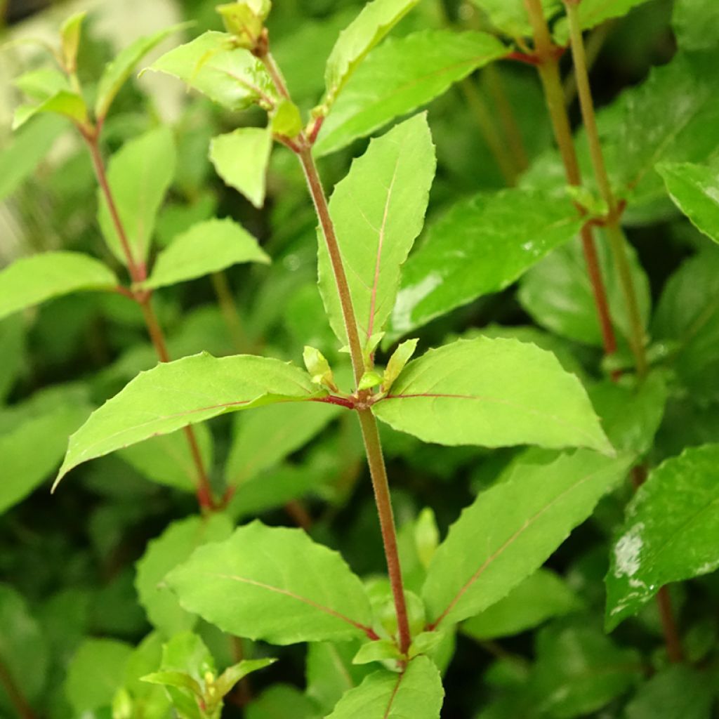 Fuchsia magellanica Riccartonii - Fuchsia de Magellan