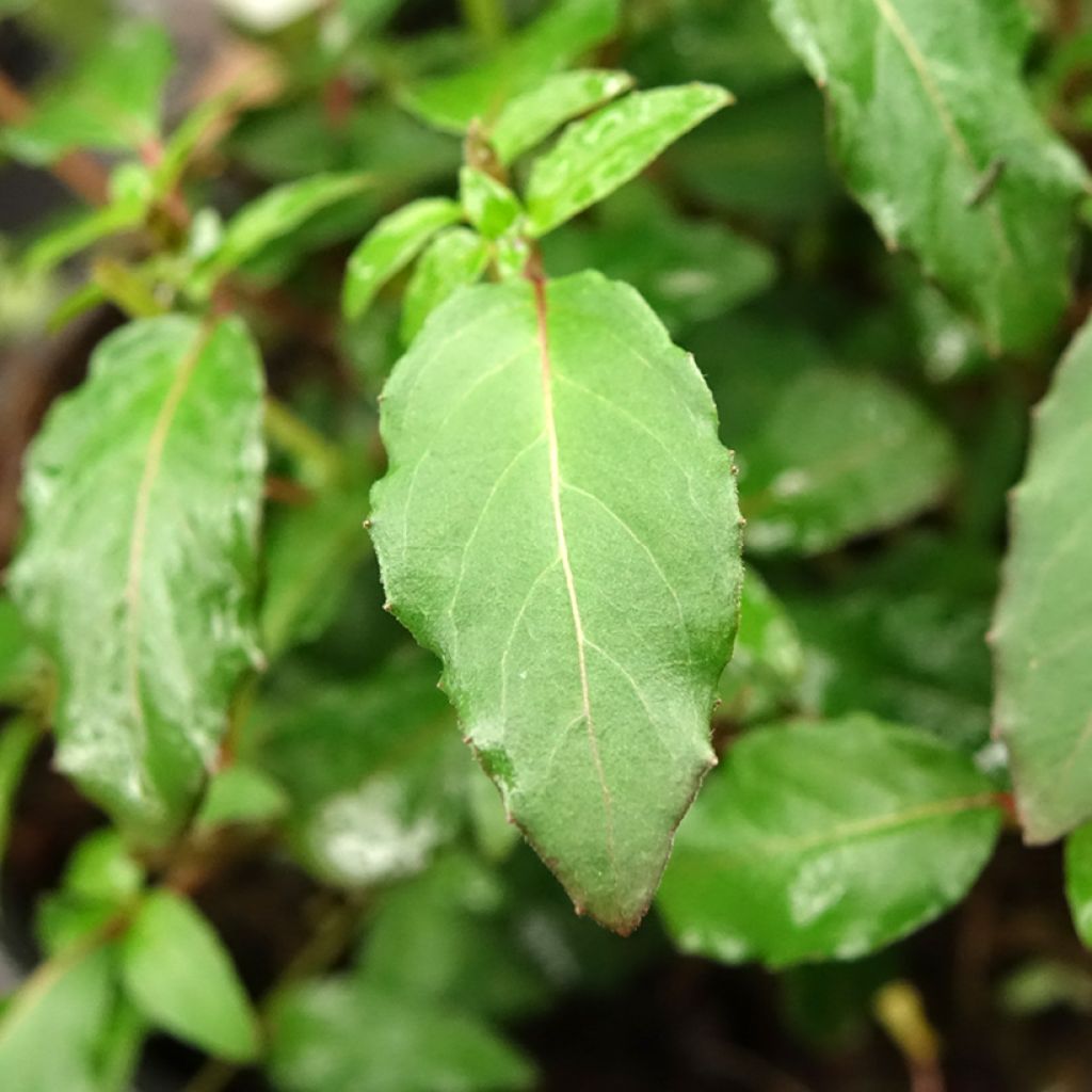 Fuchsia magellanica Riccartonii - Fuchsia de Magellan