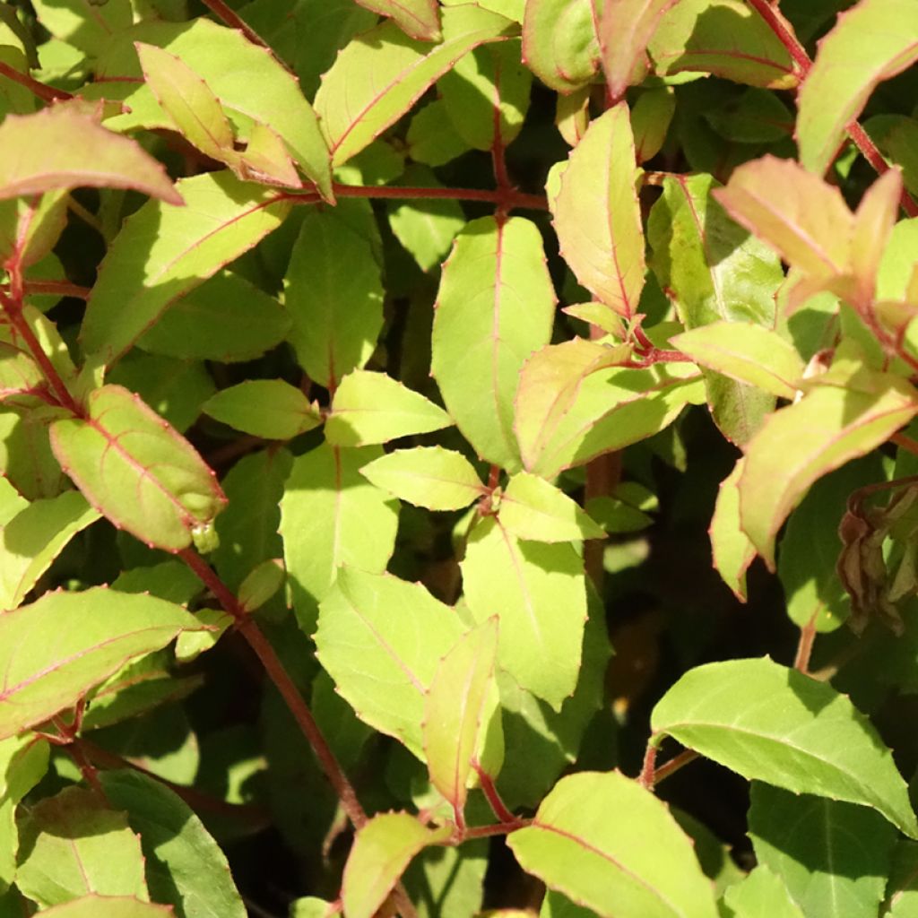 Fuchsia magellanica var. gracilis