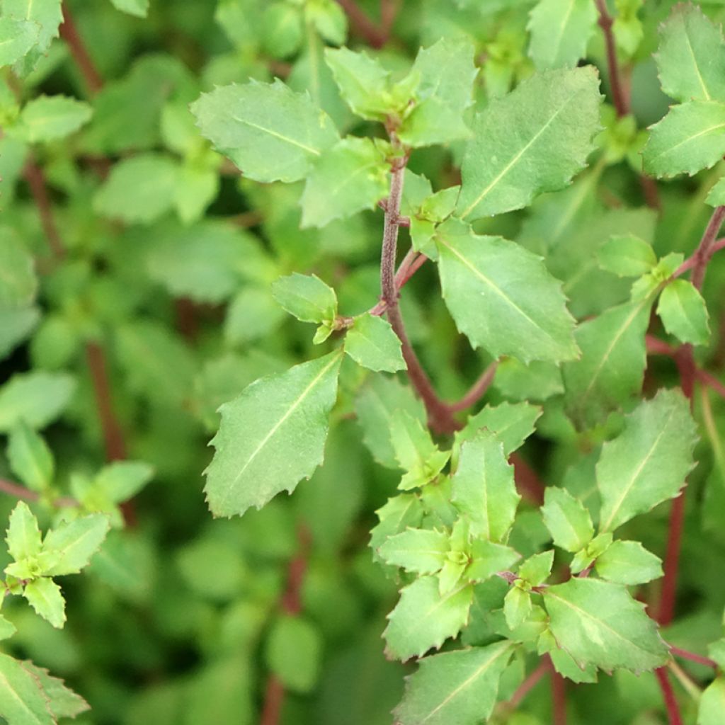 Fuchsia microphylla ssp. microphylla