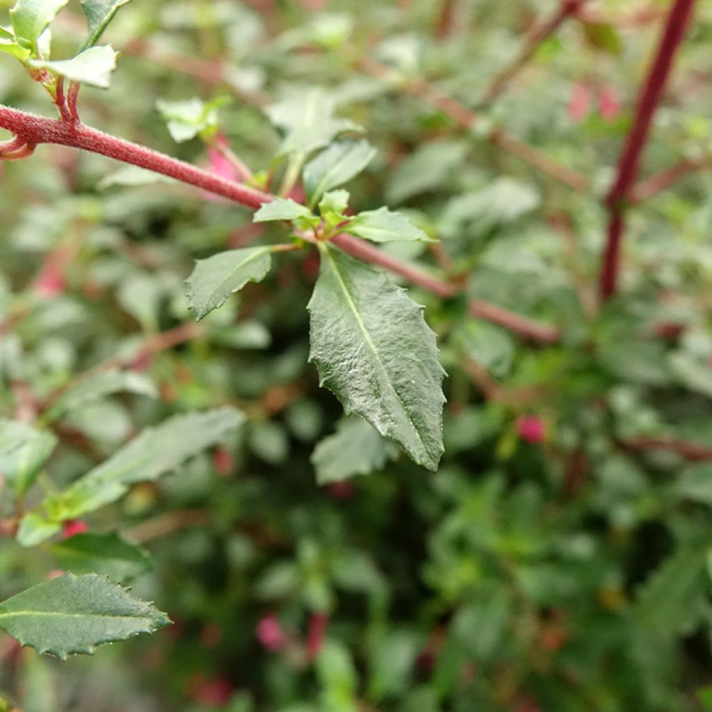 Fuchsia microphylla ssp. microphylla
