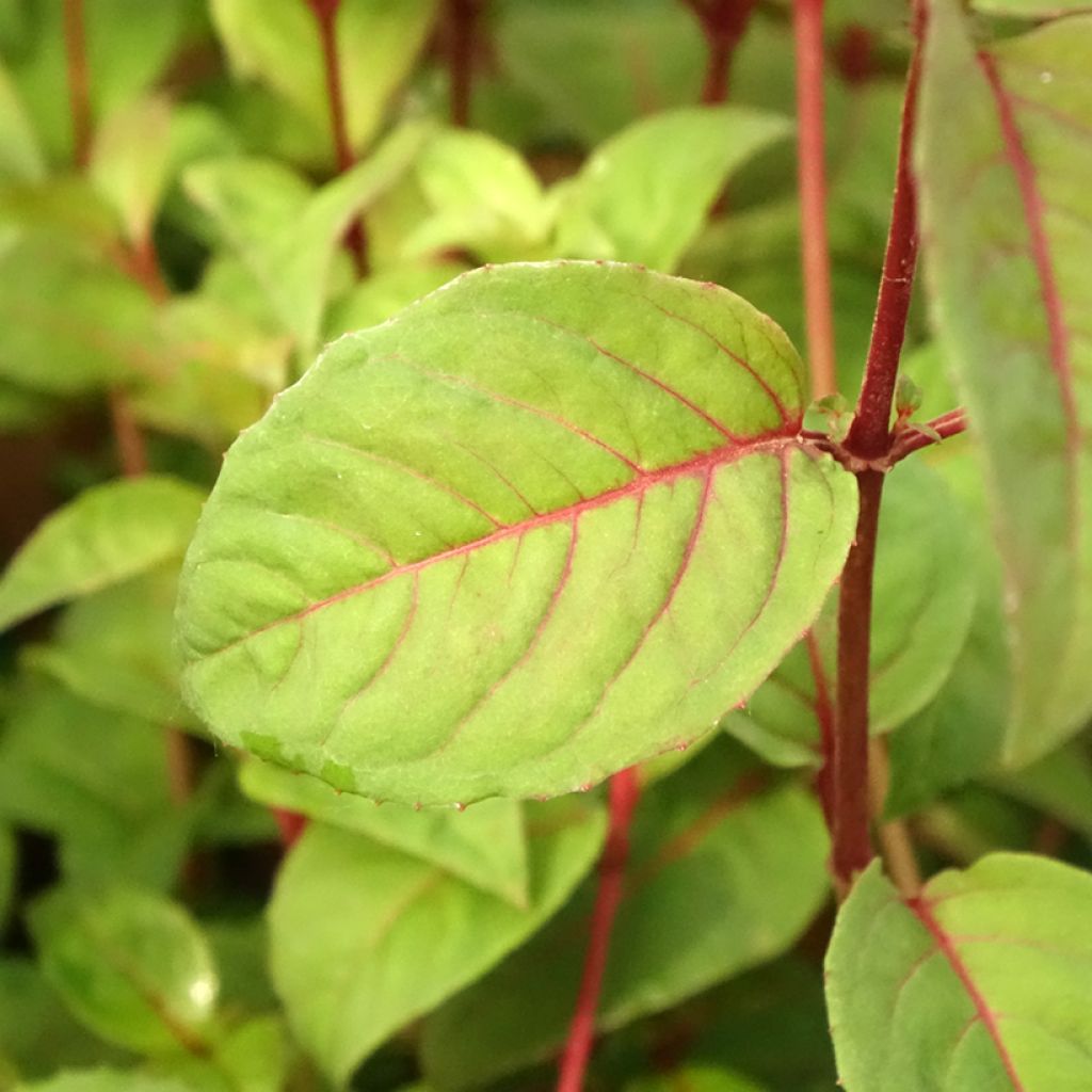 Fuchsia rustique Douce France