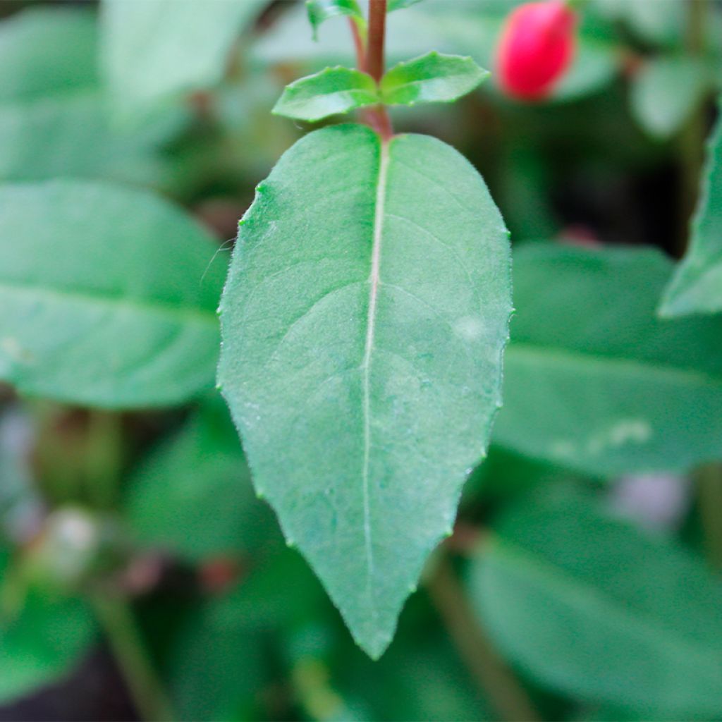 Fuchsia rustique Lady Thumb