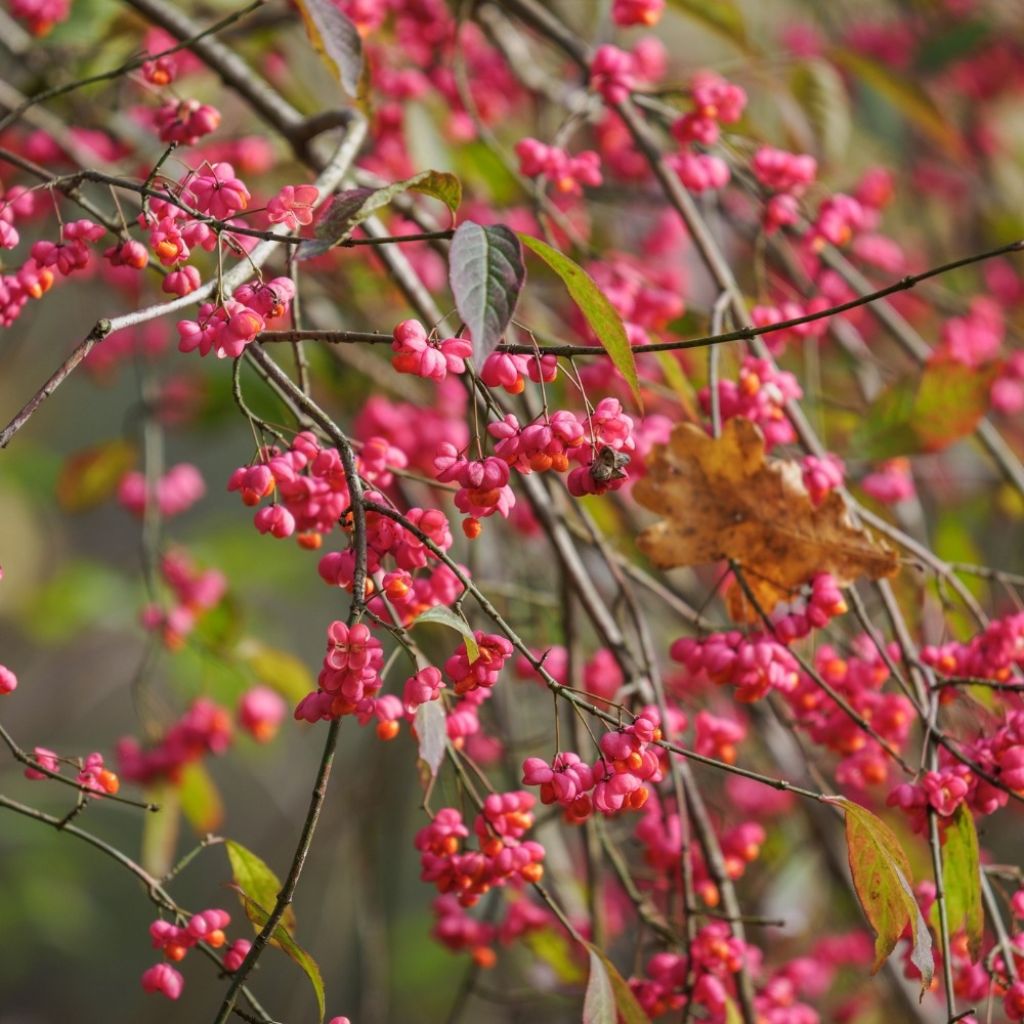 Euonymus europaeus - Fusain d'Europe