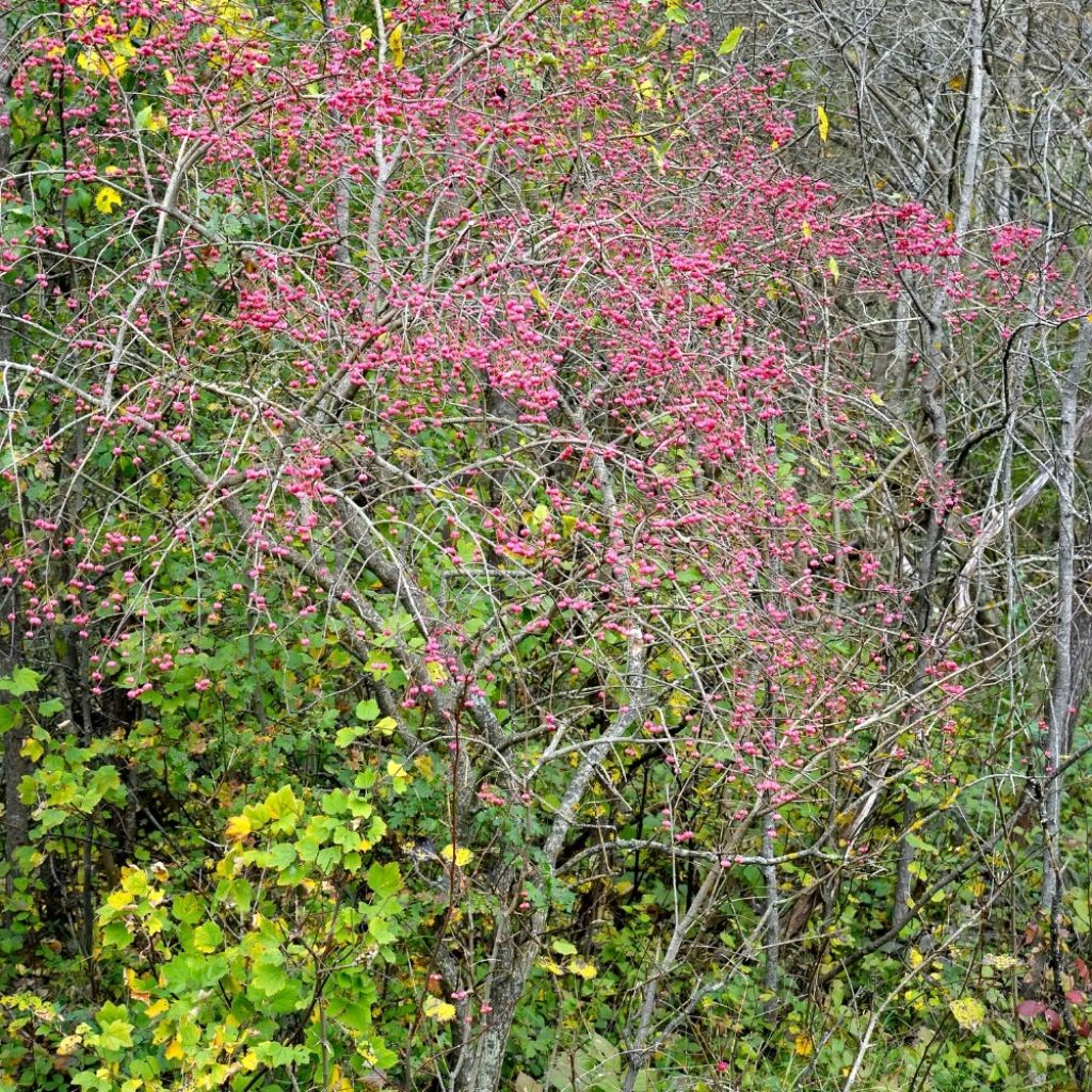Euonymus europaeus - Fusain d'Europe