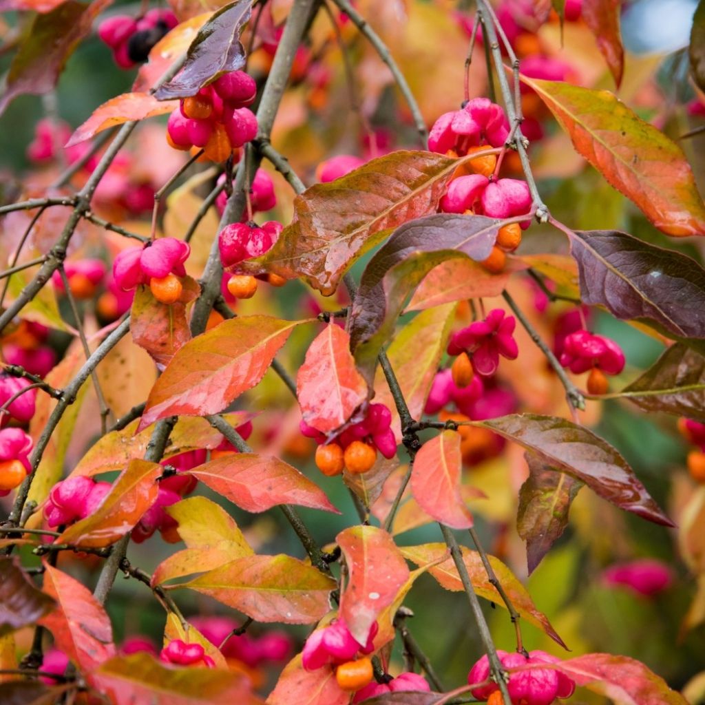 Euonymus europaeus - Fusain d'Europe