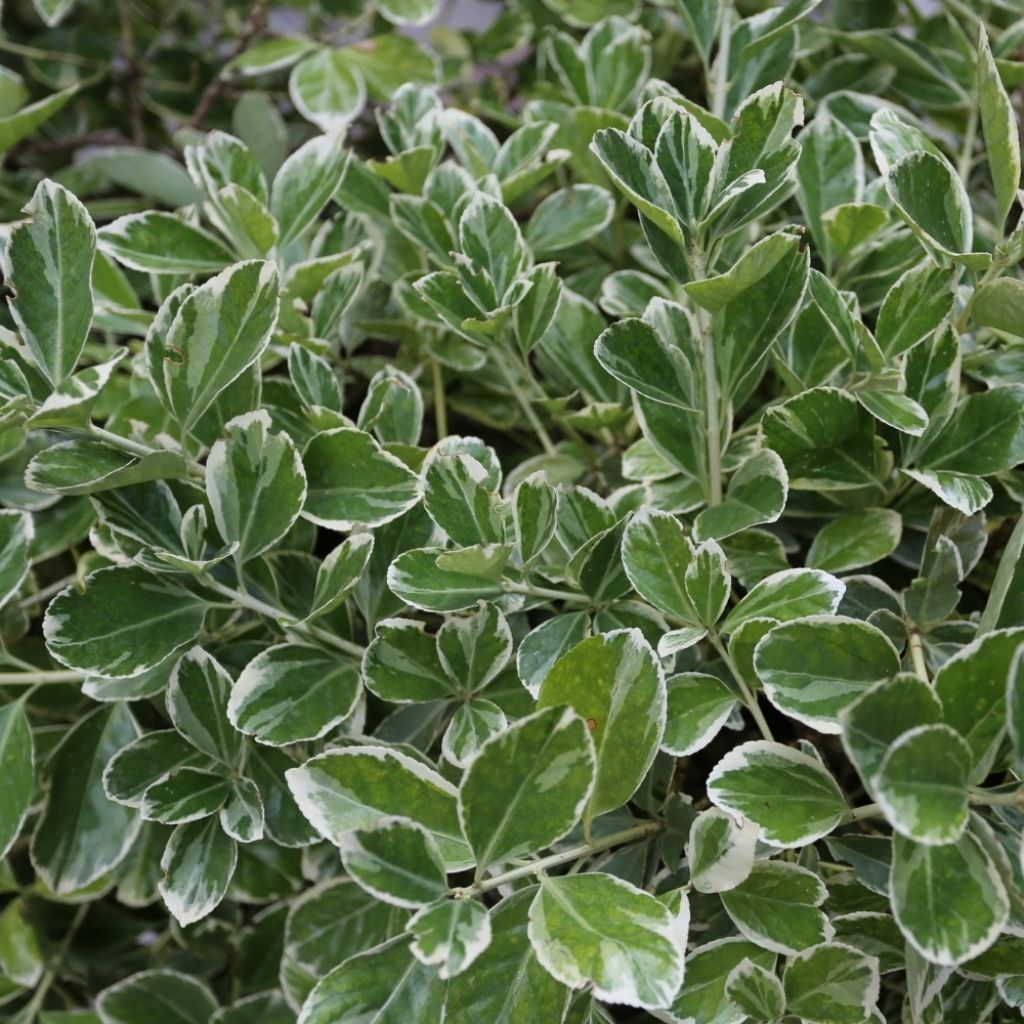 Euonymus japonicus Bravo - Fusain du Japon