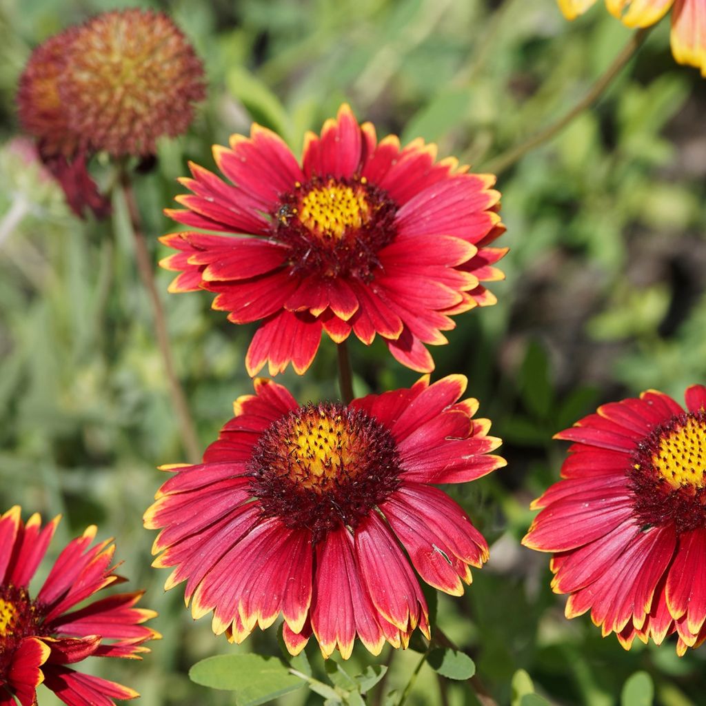 Gaillarde Bourgogne (Burgunder)