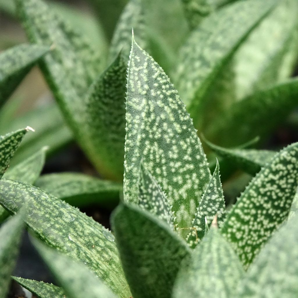 Gasteria D. Delta