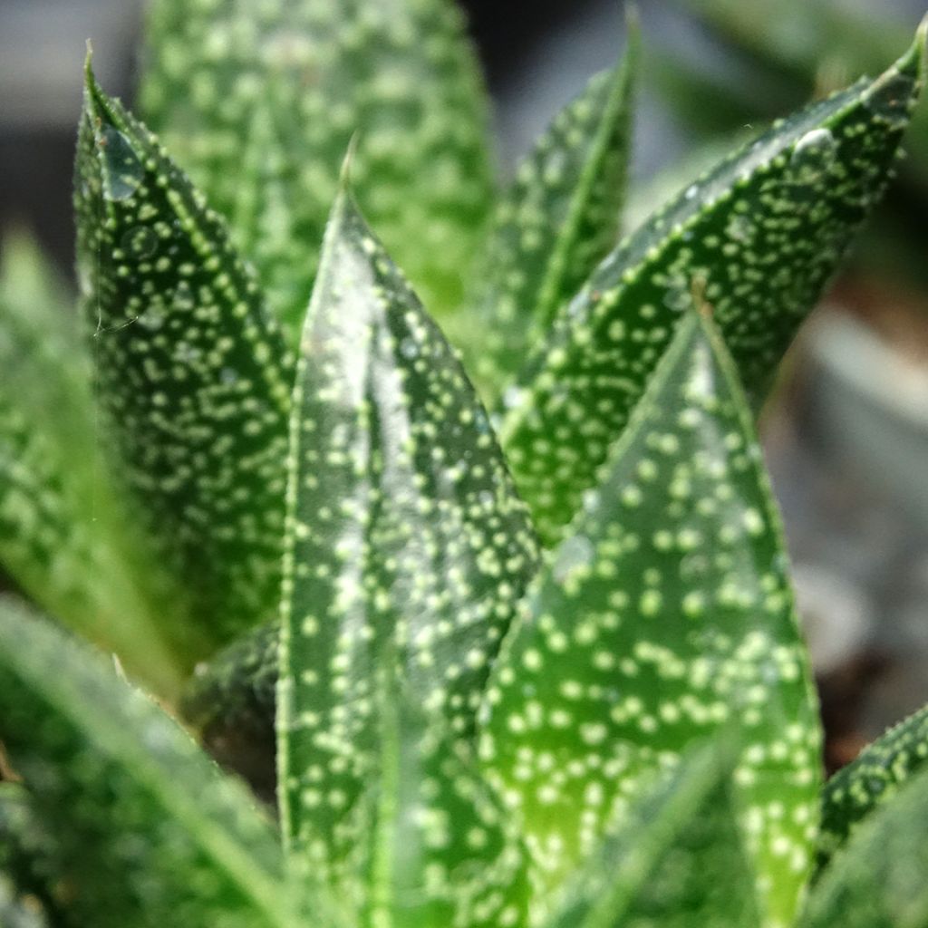 Gasteria D. Due