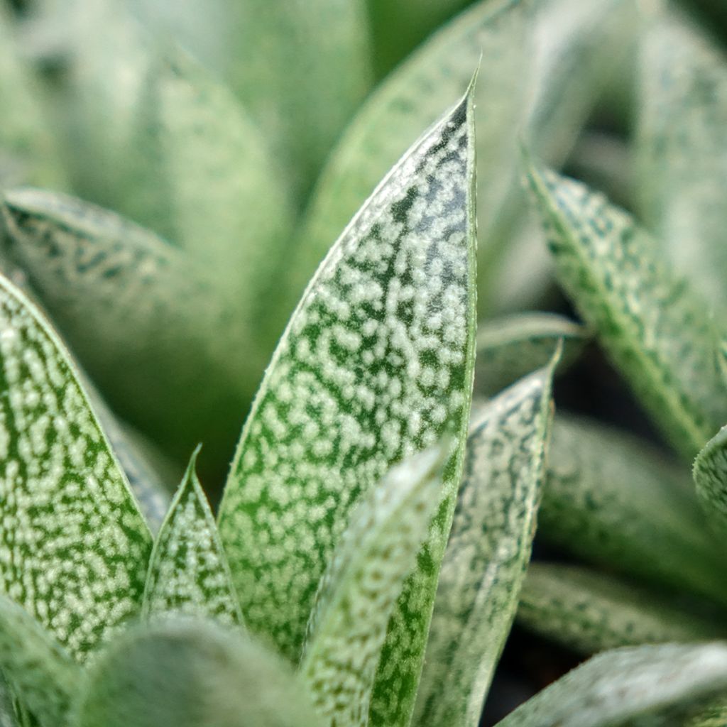 Gasteria D. Nella