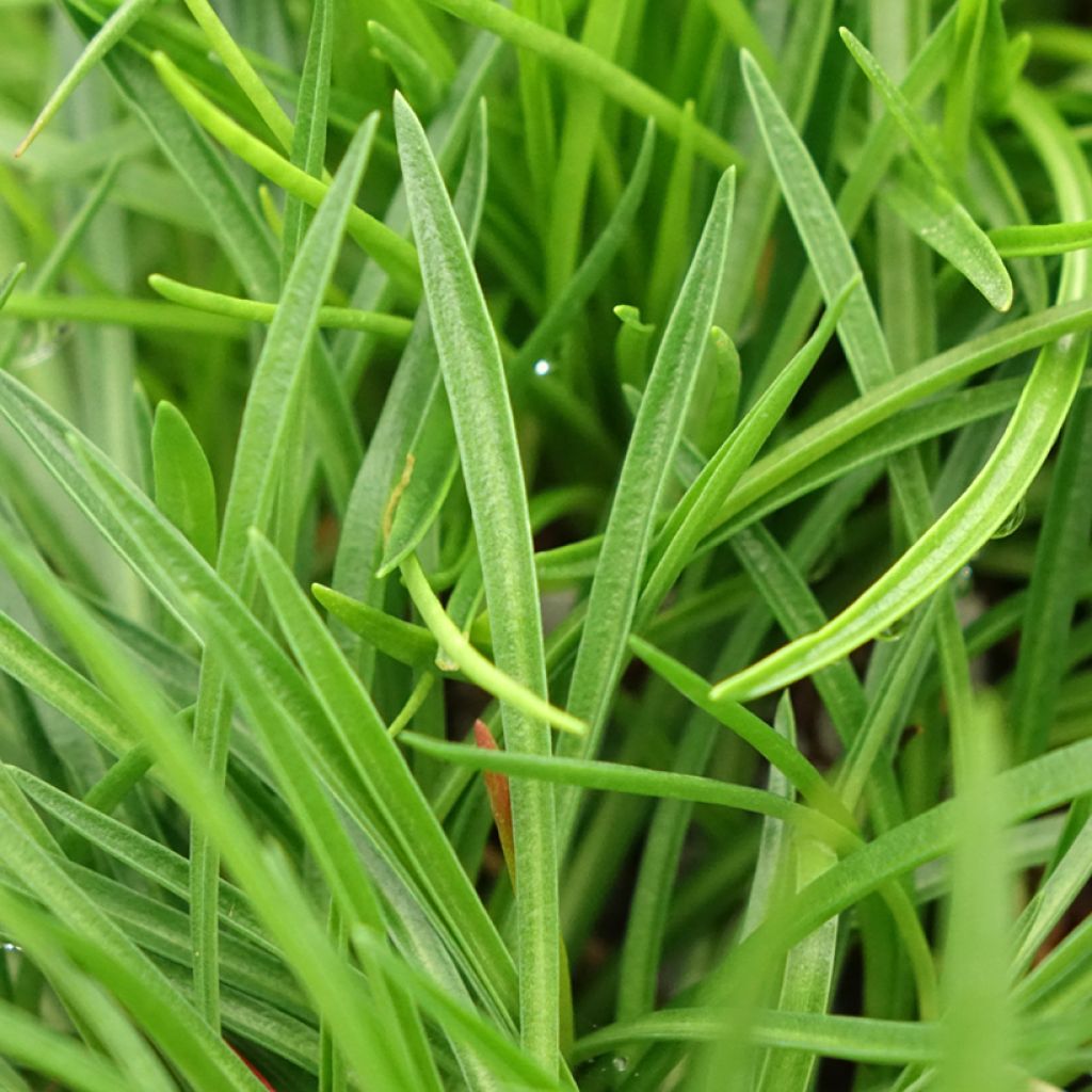 Gazon d'Espagne, Armeria hybrida Ornament