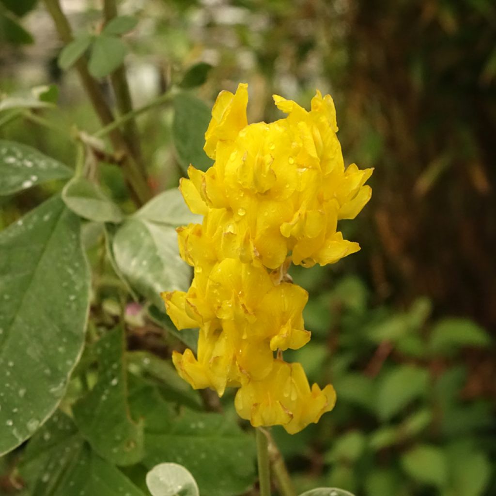 Genêt ananas - Cytisus battandieri