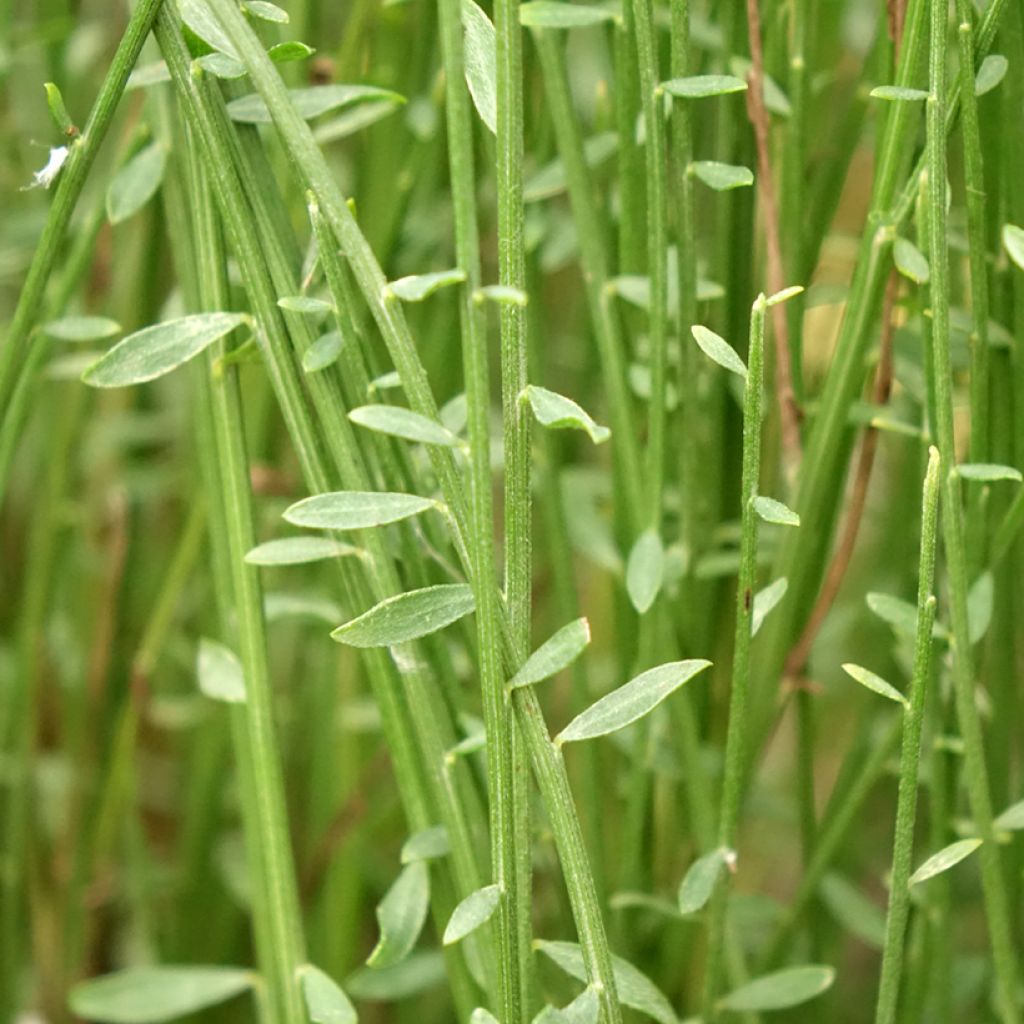 Genêt - Cytisus Hollandia