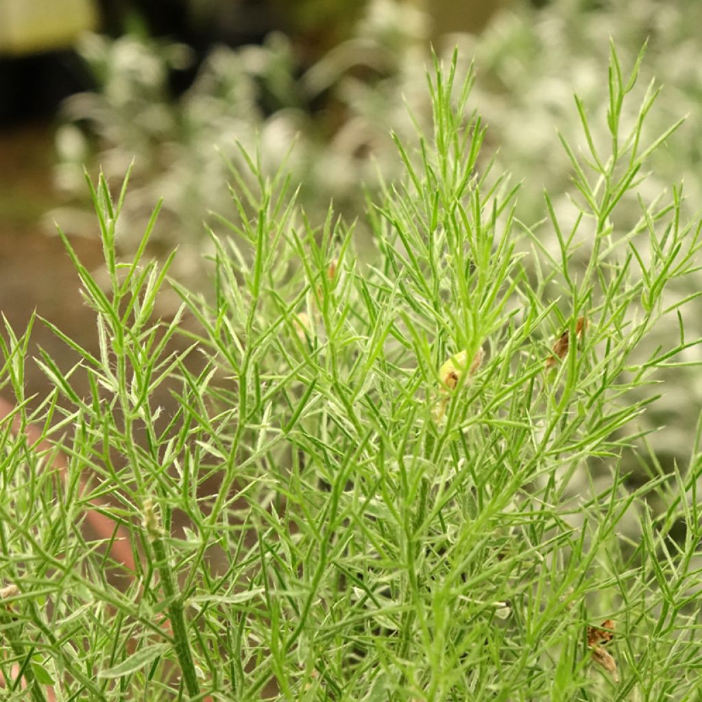 Genêt d'Espagne - Genista hispanica