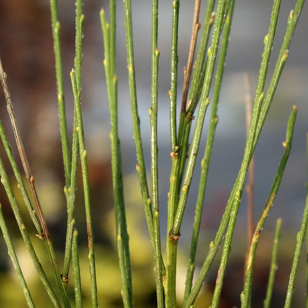 Genêt précoce - Cytisus x praecox