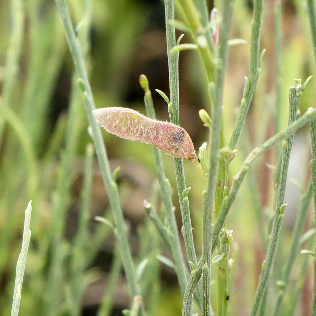 Genêt précoce - Cytisus x praecox