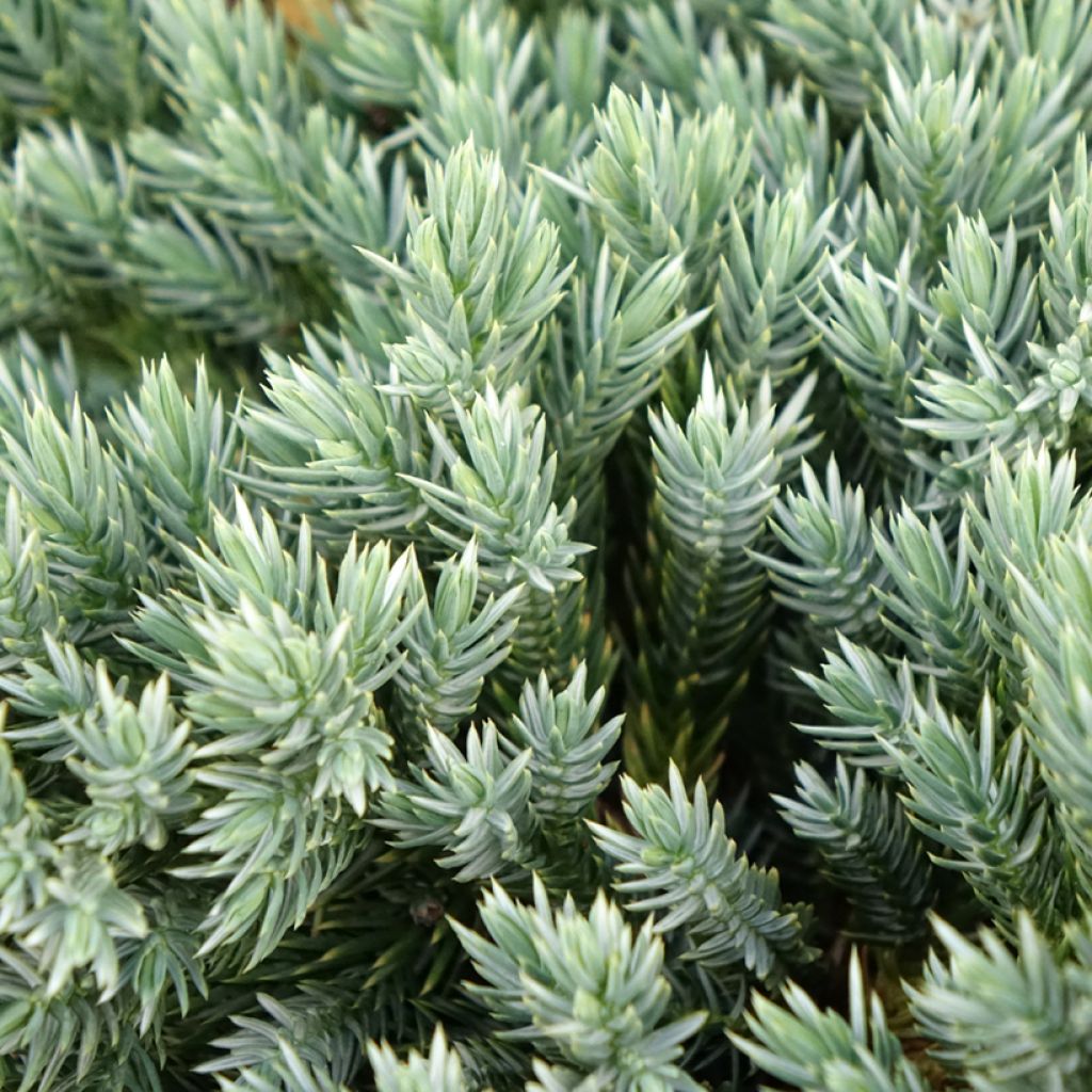 Genévrier écailleux - Juniperus squamata Blue Spider