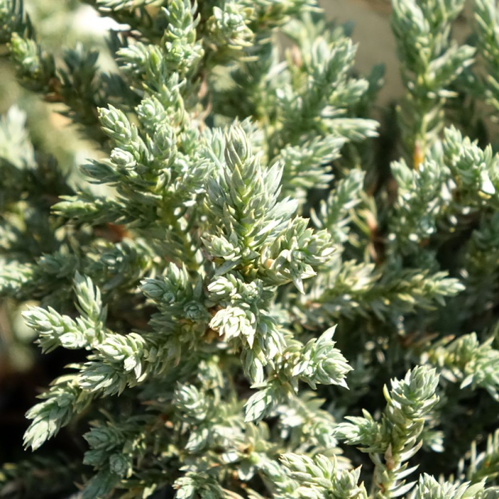 Genévrier écailleux - Juniperus squamata Tropical Blue