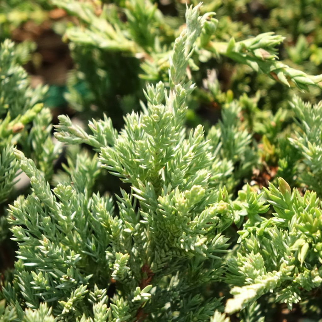 Genévrier horizontal - Juniperus horizontalis Prince Of Wales