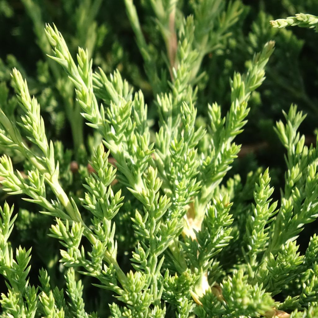 Genévrier horizontal - Juniperus horizontalis Prince Of Wales