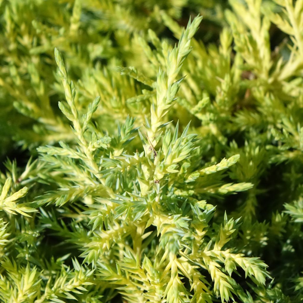 Genévrier - Juniperus pfitzeriana King Of Spring