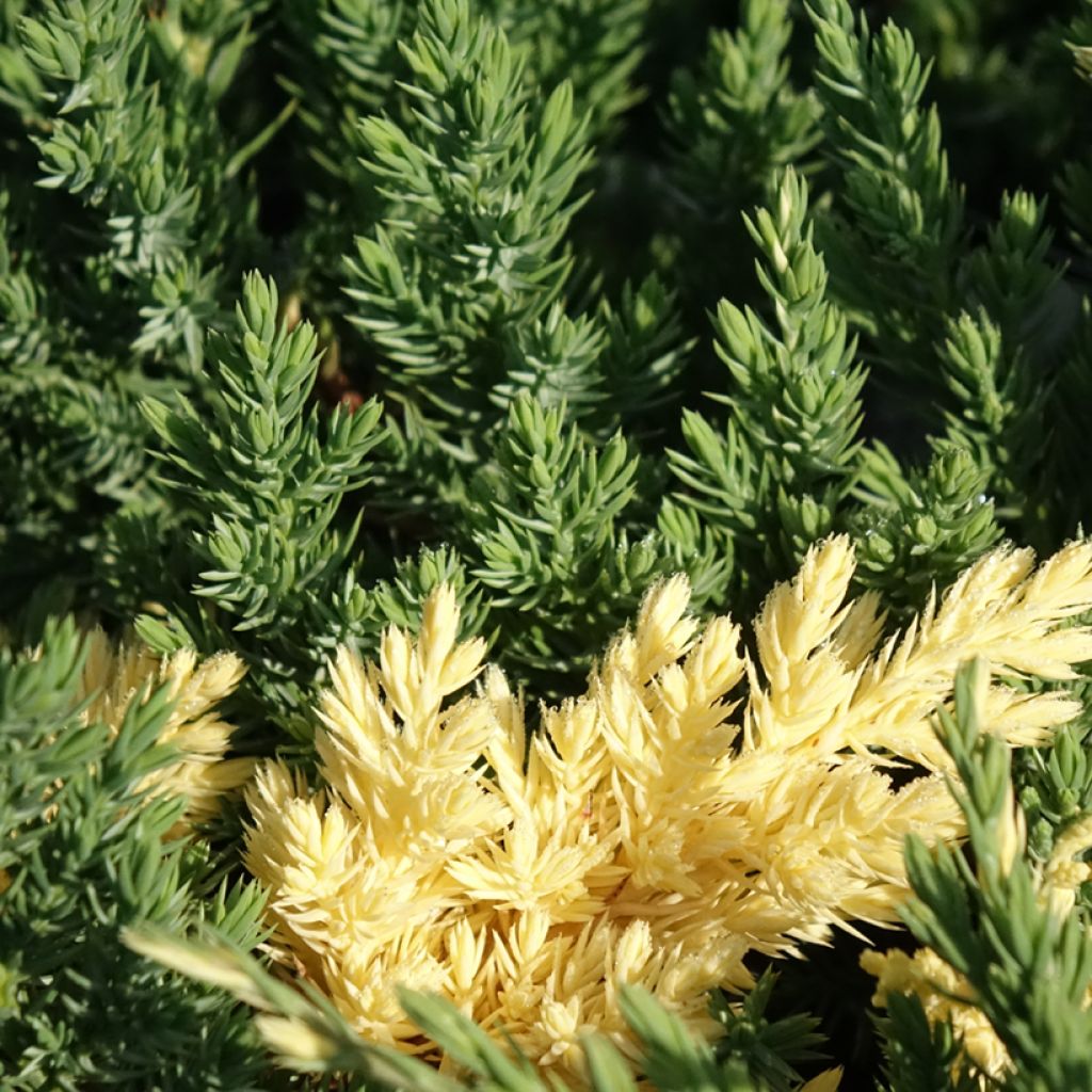 Genévrier rampant - Juniperus chinensis Expansa Variegata