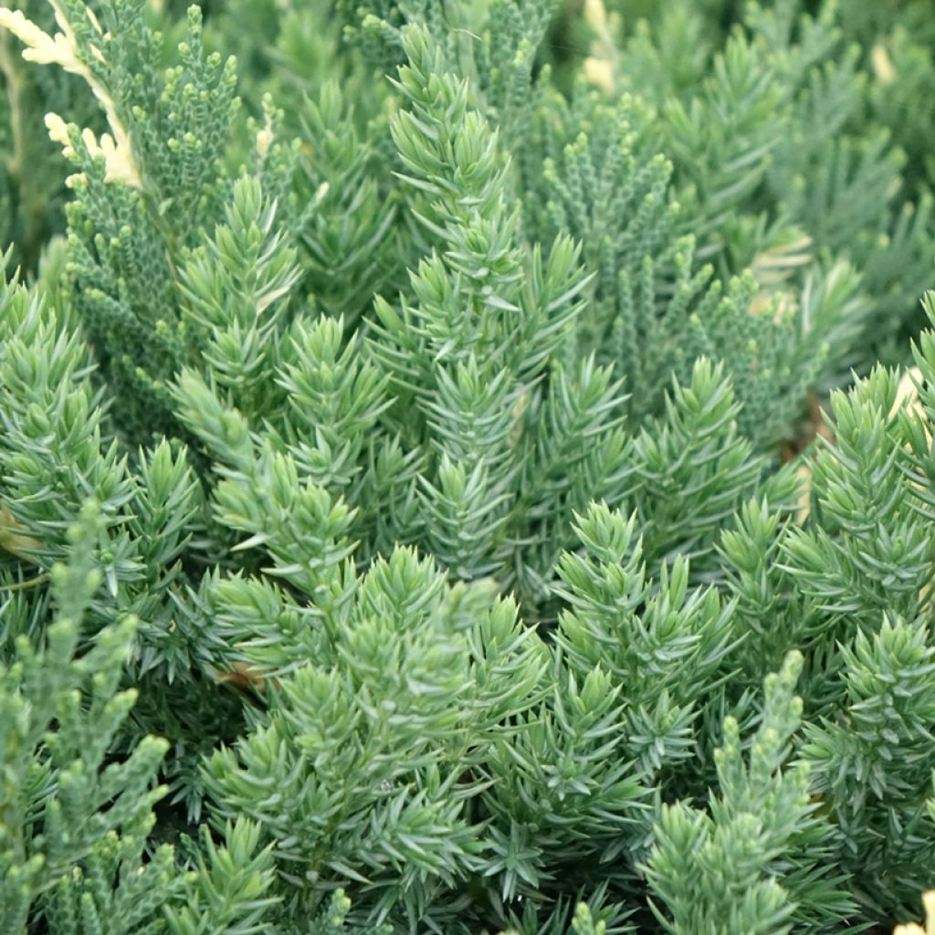 Genévrier rampant - Juniperus chinensis Expansa Variegata