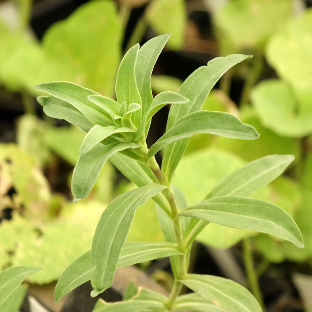 Gentiana cruciata - Gentiane croisette