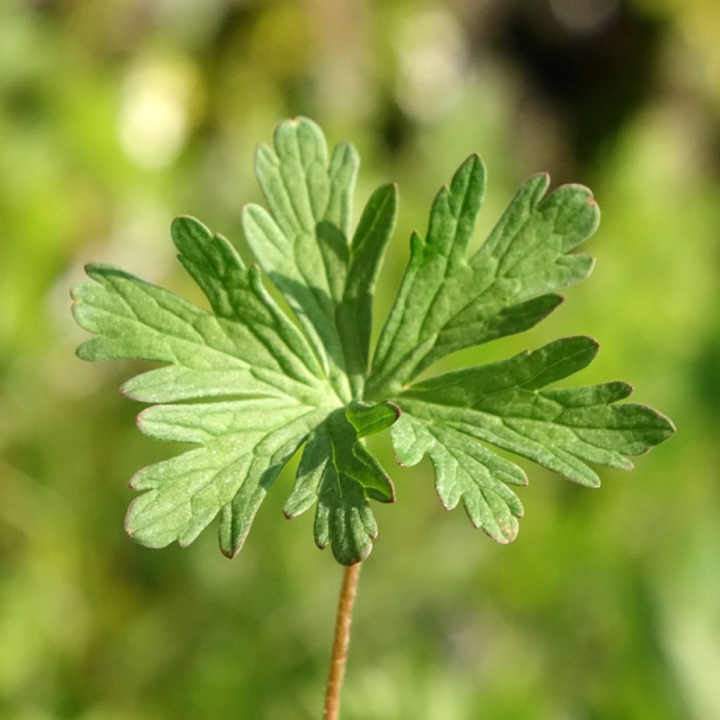 Geranium pratense Else Lacey - géranium des prés