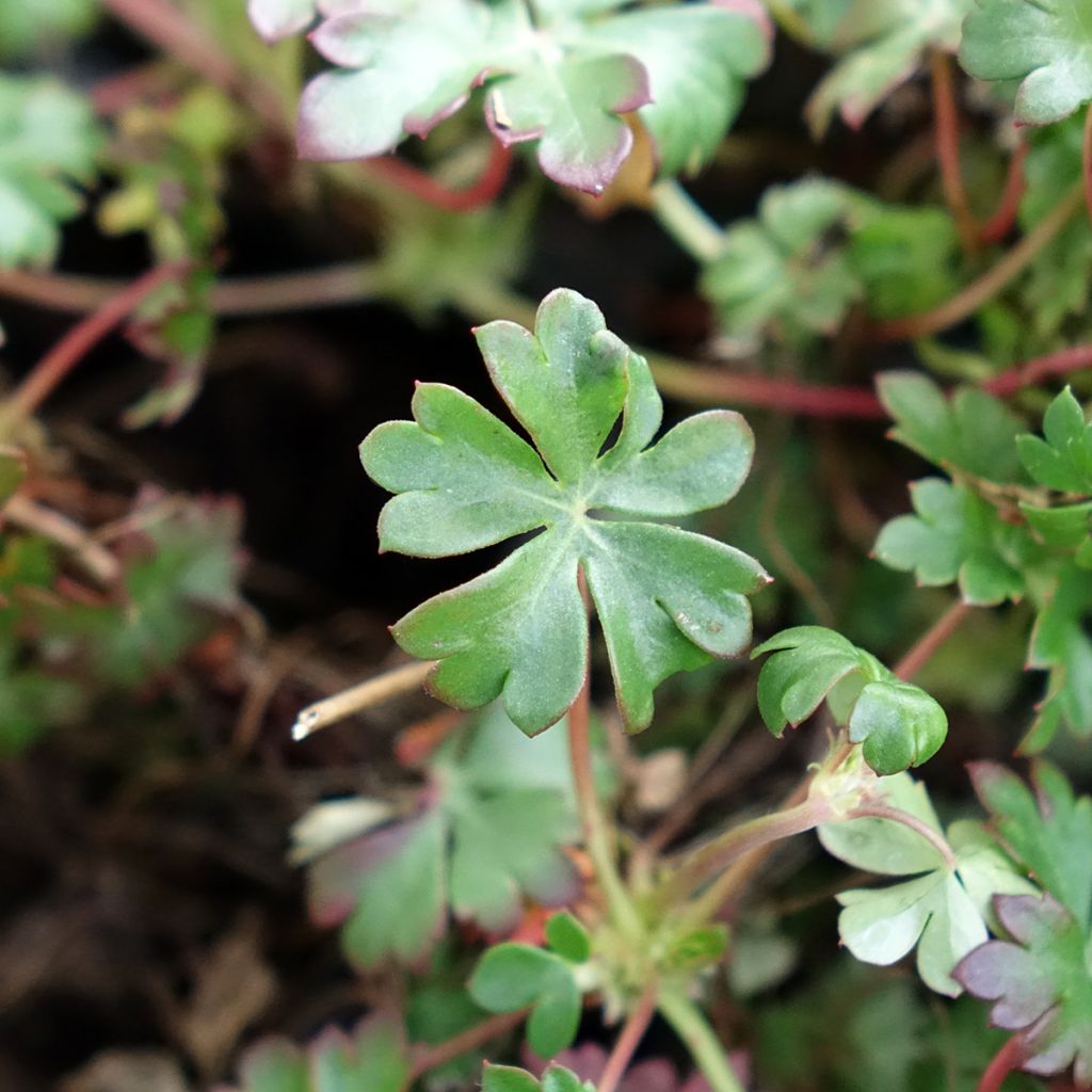 Geranium vivace dalmaticum - Géranium de Dalmatie