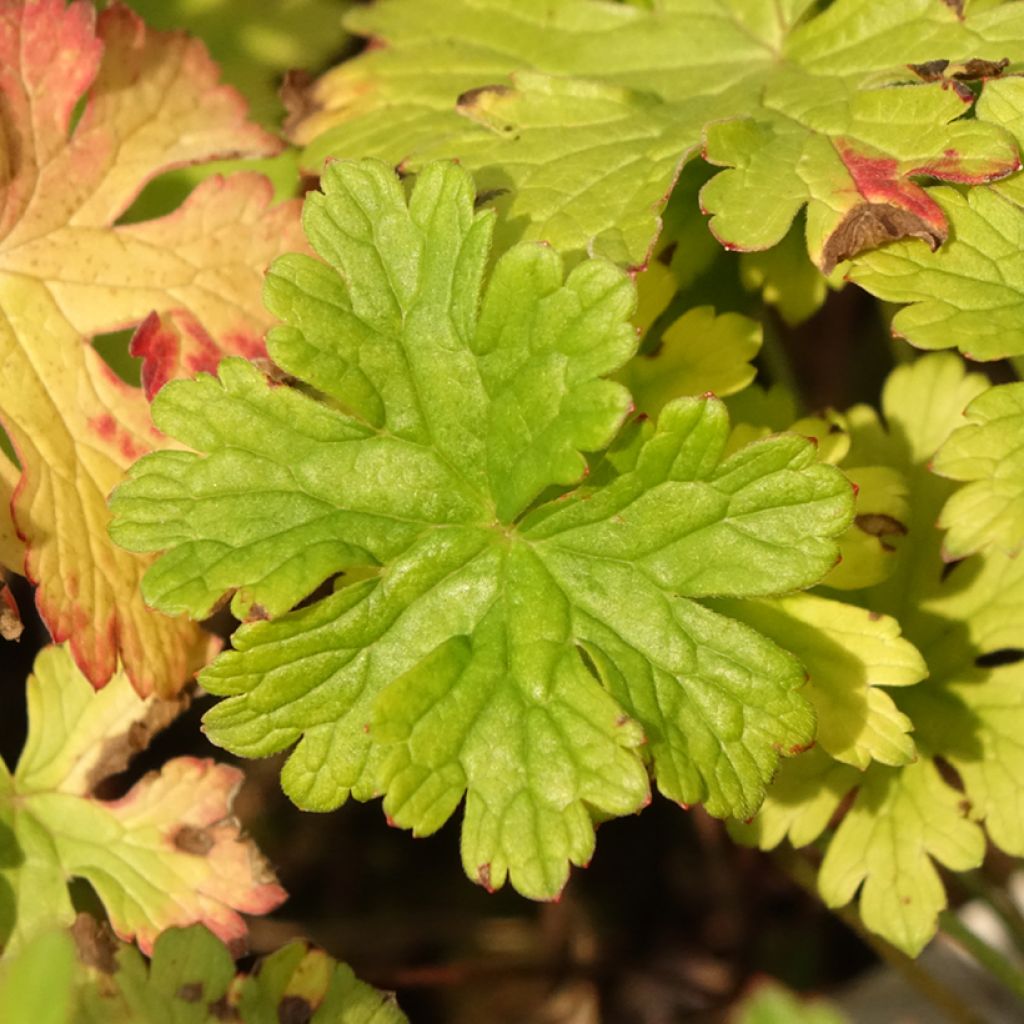 Geranium vivace himalayense Gravetye - Géranium de l'hymalaya