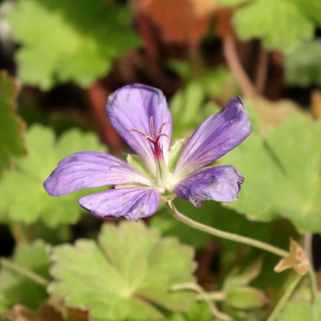 Géranium vivace Joy