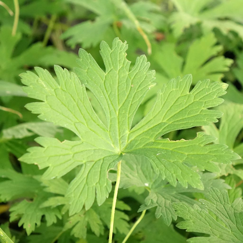 Géranium vivace maculatum Chatto